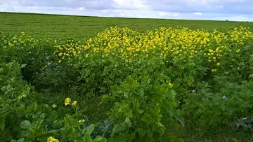 Enherbement des parcelles